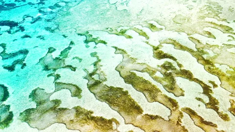 Coral reef pattern during low tide Vídeos de archivo 321071609