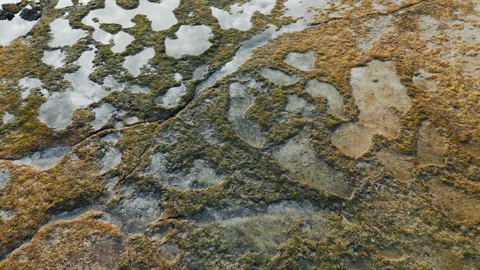 Coral reef pattern during low tide Vídeos de archivo 321097975