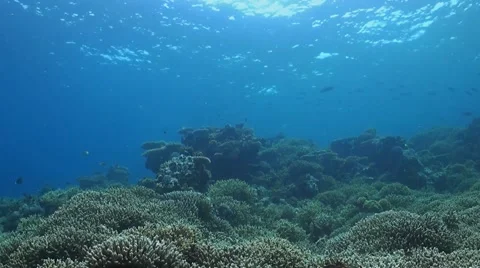 Coral reef in Philippines Stock Footage 41869206