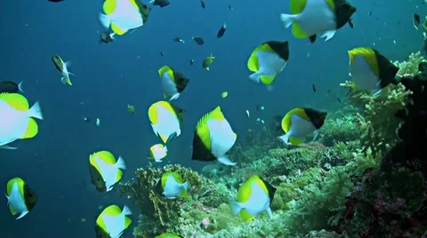 Coral reef in Philippines Stock Footage 51312506