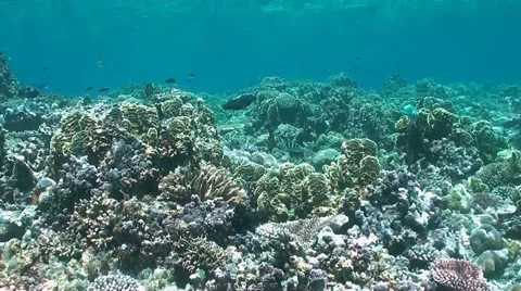 Coral reef in Philippines Stock Footage 51590024