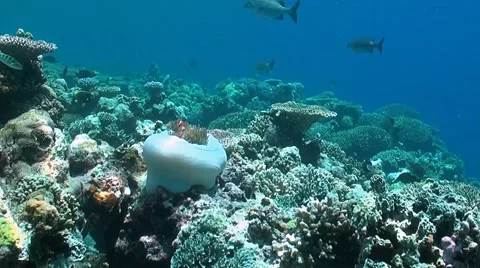 Coral reef in Philippines Vídeo Stock 51590025