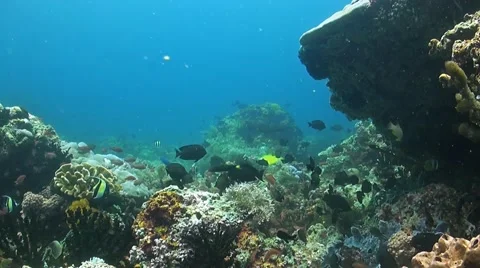 Coral reef in Philippines Stock Footage 51590093