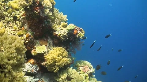Coral reef in Philippines Stock Footage 51590137