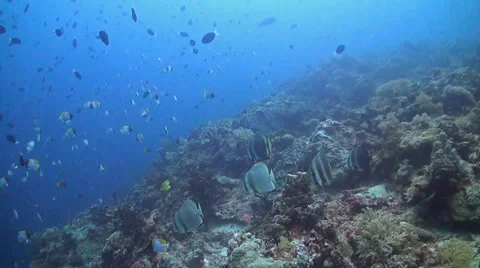Coral reef in Philippines Stock Footage 51590162