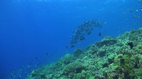 Coral reef in Philippines Vídeo Stock 51590178