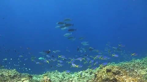 Coral reef in Philippines Stock Footage 51590188