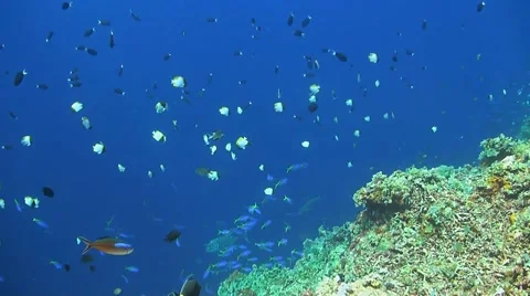 Coral reef in Philippines Stock Footage 51590189