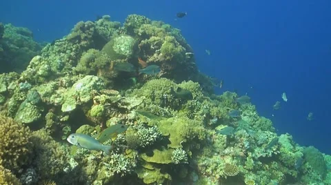 Coral reef in Philippines Stock Footage 51590431