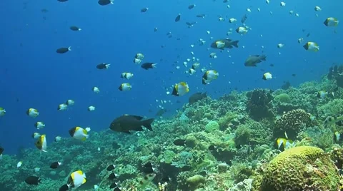 Coral reef in Philippines Stock Footage 51590477