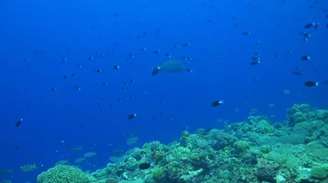 Coral reef in Philippines Vídeo Stock 51590490