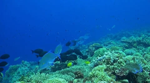Coral reef in Philippines Stock Footage 51590491