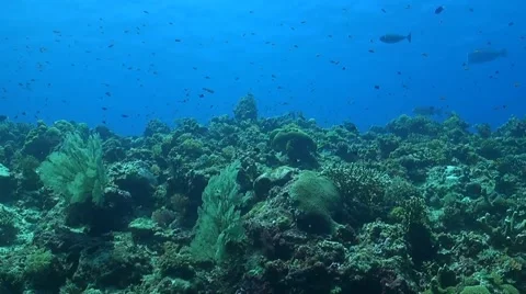Coral reef in Philippines Stock Footage 51591091