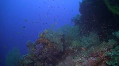 Coral reef in Philippines Stock Footage 51591093