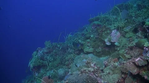 Coral reef in Philippines Stock Footage 51591098