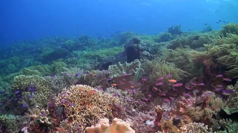 Coral reef in Philippines Stock Footage 51591099