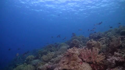 Coral reef in Philippines Stock Footage 51591104