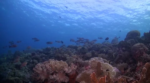 Coral reef in Philippines Stock Footage 51591110