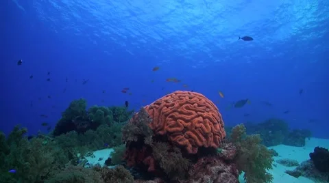 Coral reef in Philippines Stock Footage 51591115