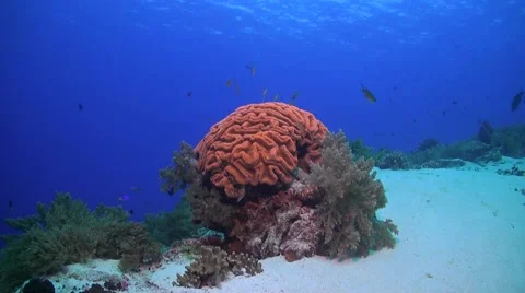 Coral reef in Philippines Stock Footage 51591120