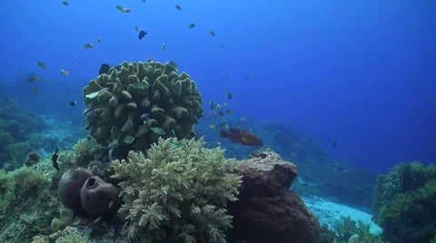 Coral reef in Philippines Stock Footage 51591123
