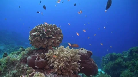 Coral reef in Philippines Stock Footage 51591124