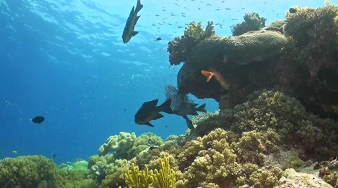 Coral reef in Philippines Stock Footage 51591132