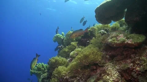 Coral reef in Philippines Stock Footage 51591133