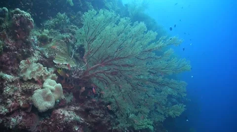 Coral reef in Philippines Stock Footage 51591147