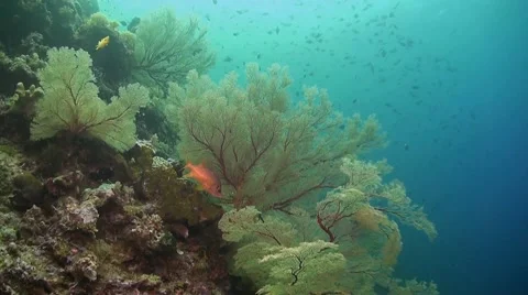 Coral reef in Philippines Stock Footage 51591150