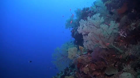 Coral reef in Philippines Stock Footage 51591151