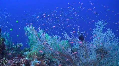 Coral reef in Philippines Stock Footage 51591158