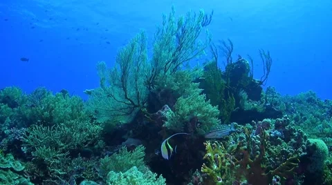 Coral reef in Philippines Stock Footage 51591159