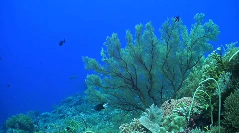 Coral reef in Philippines Stock Footage 51591160