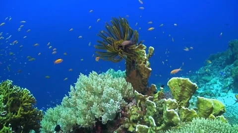 Coral reef in Philippines Stock Footage 51591162