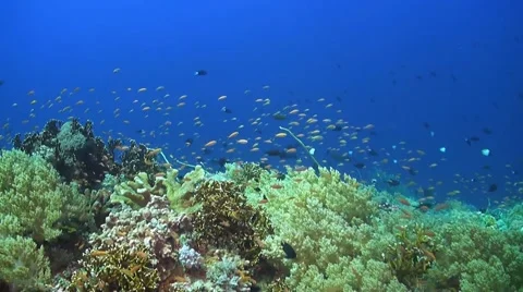 Coral reef in Philippines Stock Footage 51591171