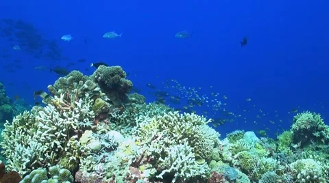 Coral reef in Philippines Stock Footage 51591176