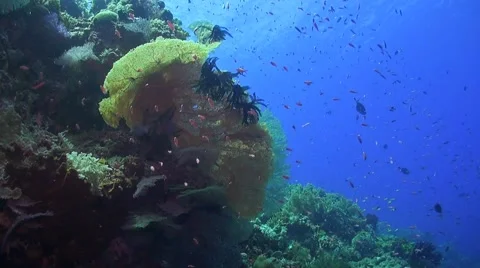 Coral reef in Philippines Stock Footage 51591180