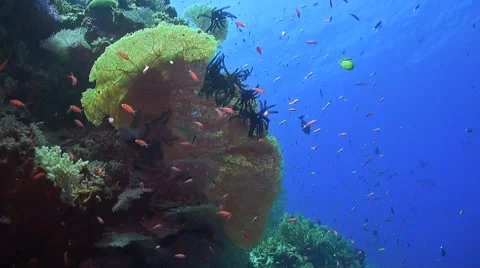 Coral reef in Philippines Stock Footage 51591185