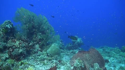 Coral reef in Philippines Stock Footage 51591187