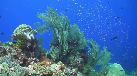 Coral reef in Philippines Stock Footage 51591189