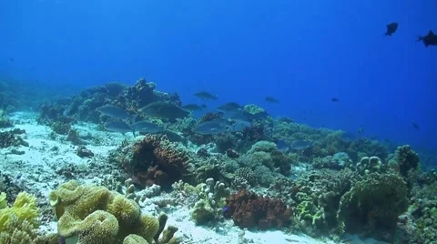 Coral reef in Philippines Stock Footage 51591190