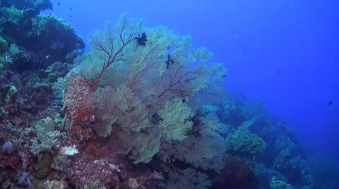 Coral reef in Philippines Stock Footage 51591191