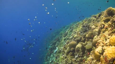 Coral reef in Philippines Stock Footage 51591192