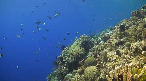 Coral reef in Philippines Stock Footage 51591200