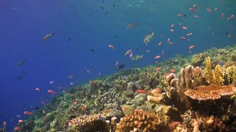 Coral reef in Philippines Stock Footage 51591201