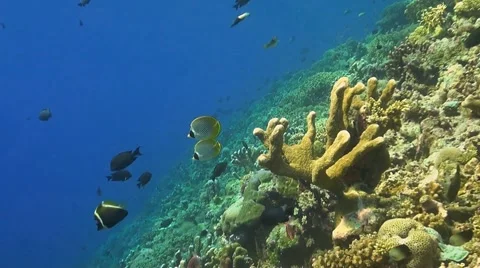 Coral reef in Philippines Stock Footage 51591388
