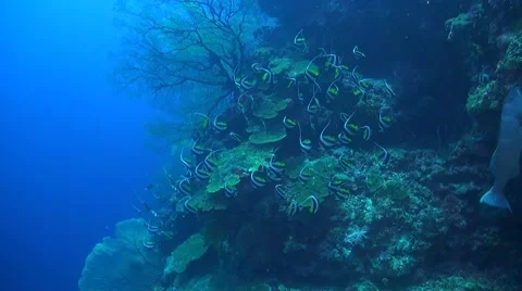 Coral reef in Philippines Stock Footage 51591402
