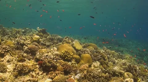 Coral reef in Philippines Stock Footage 51591406