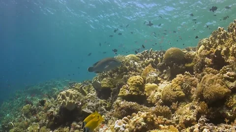Coral reef in Philippines Stock Footage 51591407